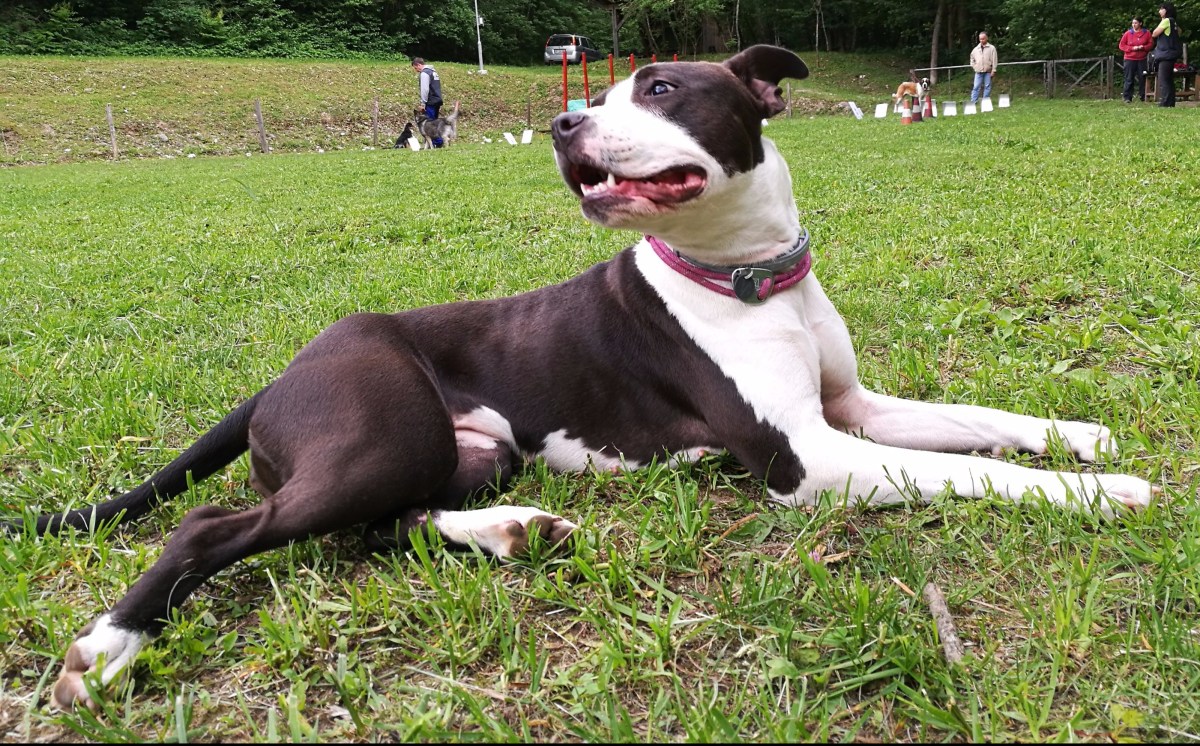 Chiva (pripravnica) in Monika Majeršič